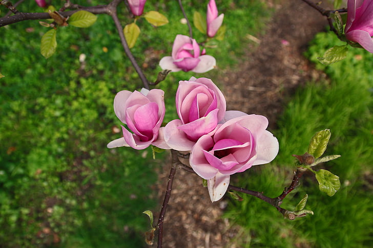 Magnolia, floare, magnolii, Infloreste, natura, roz, Magnolia flori