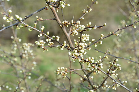 nature, green, plant, bud, branch, blossom, bloom