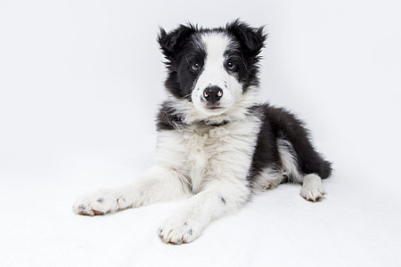 puppy, dogs, collie, cute, pet, sweet, dog