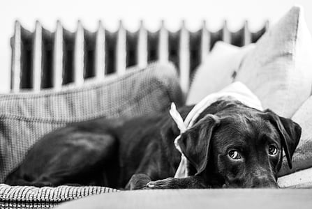 dog, cute, couch, pillow, chocolate, lab, labrador