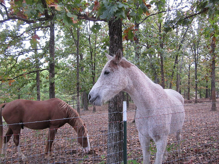 horses, nature, equestrian