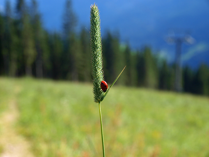 Ladybug, gândac de Lady, insectă, natura