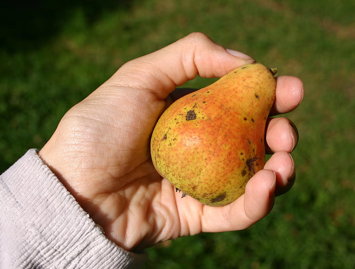 pear, fruit, orchard, streuobstbirne, harvest, pear harvest, juicy