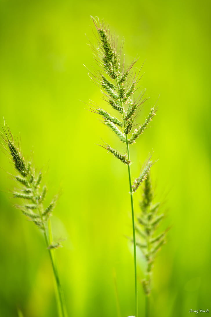 close-up, natura, Vietnam, l'aire lliure, verd, arròs, paper d'empaperar