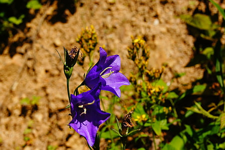 Bellflower, Hoa, mùa hè, màu tím, thực vật, thực vật, Meadow