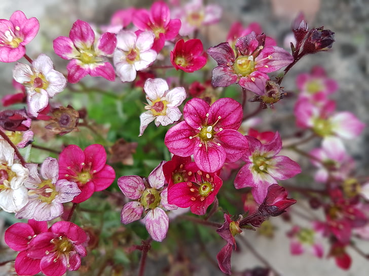 花, 春天, 假山, 自然, 植物, 粉红色的颜色, 花