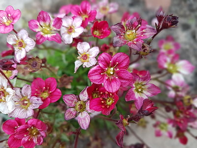 bunga, musim semi, bebatuan, alam, tanaman, warna pink, bunga