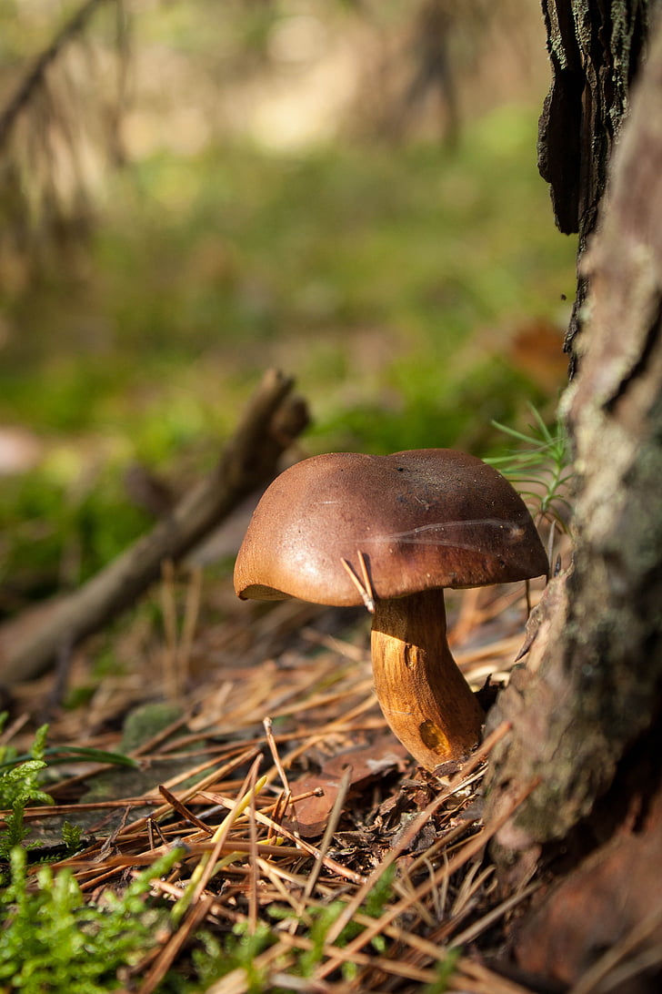 mushrooms, forest, autumn, bronze, litter, dogs, chestnut boletus