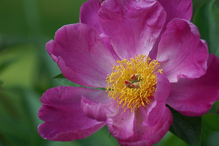 flor rosa, Rosa, flors, flors roses, jardí, natura, floració