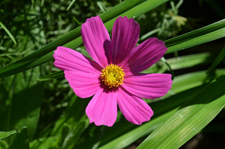 flower, yellow, pink, spring, nature, petals, plant