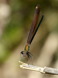 Libella, libellule noir, Calopteryx haemorrhoidalis, beauté, irisé