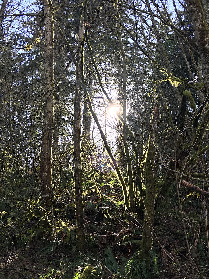 ścieżka, Woods, Natura