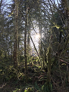 cesta, Woods, Příroda