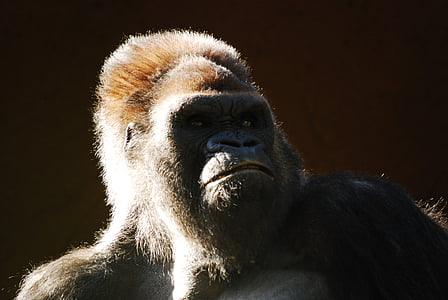 gorilla, monkey, animal, ape, wildlife, mammal, primate