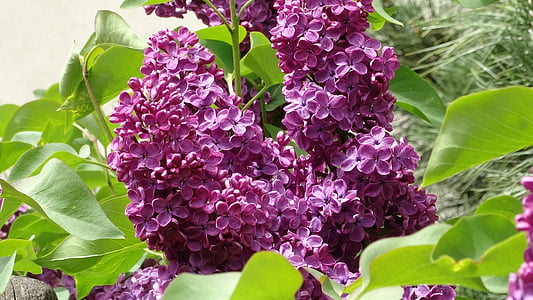 lilac, without, garden, nature, flower