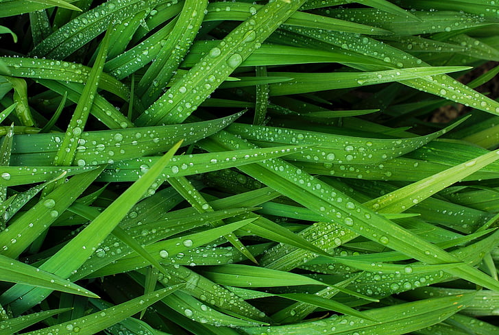 drops, water, green, grass, rain, wet, nature