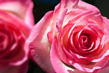 Rosa, rosàcia, compòsits, flor, flor, natura, planta