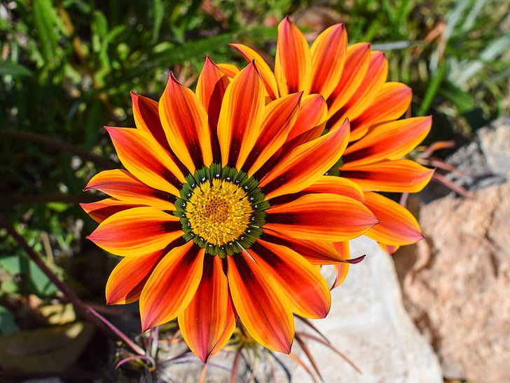 gazania, flower, colorful, nature, plant, floral, spring