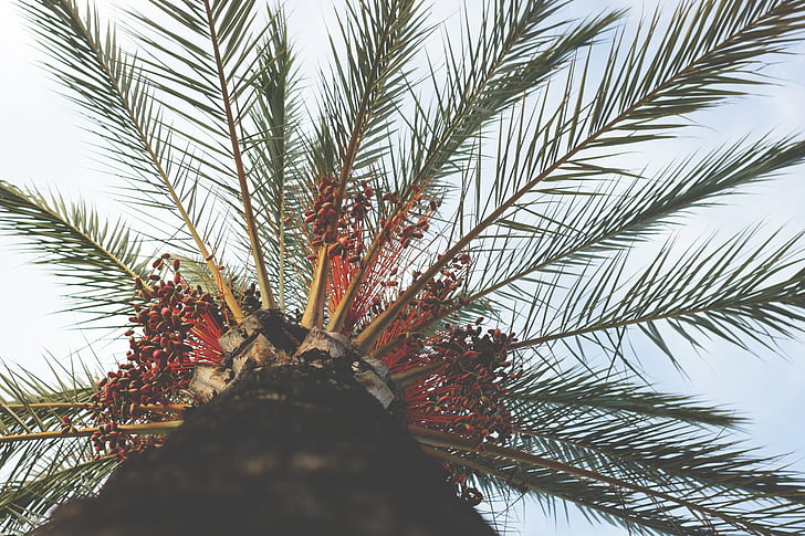palmboom, perspectief, takken, tropische, milieu, exotische, natuur