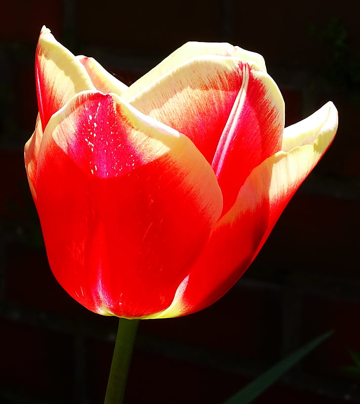 flor, Tulip, flor, floración, naturaleza, primavera, jardín