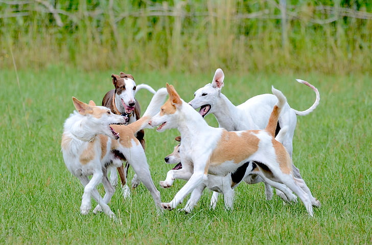 įdomus, šunys, bėgimo šuo, žaisti šunys, Išdykėlis, žaisti šuo, judėjimas