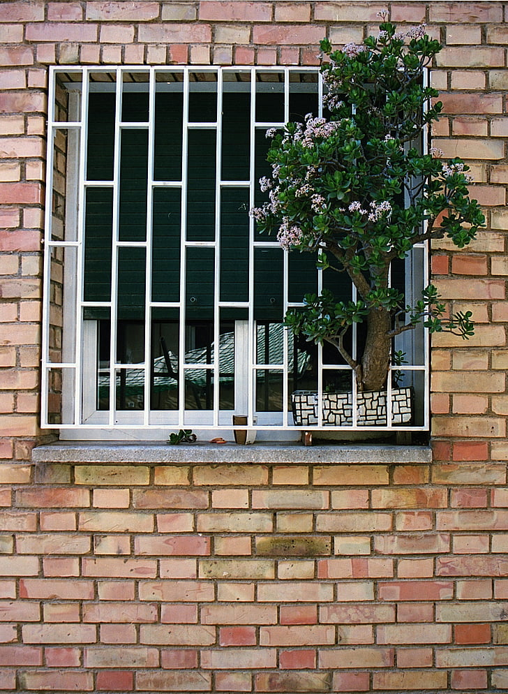 Barcellona, Spagna, muro di mattoni, finestra, pianta della giada, mattone, parete
