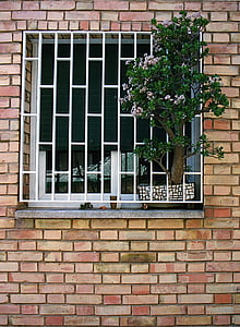 Барселона, Испания, кирпичная стена, окно, жадеитовое дерево, Кирпич, стена