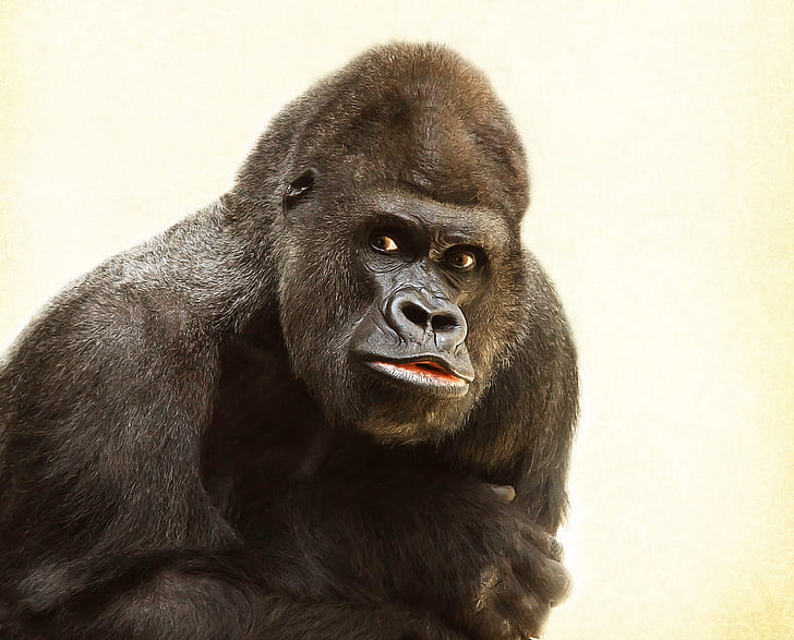 portree, Fotograafia, must, Gorilla, Silverback, looma, millega kehtestatakse