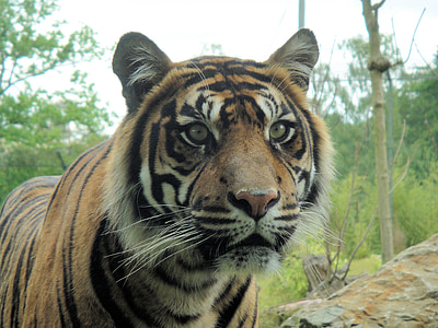 Tigre, jardim zoológico, mamífero, Tigerhead, predador, selvagem, safári