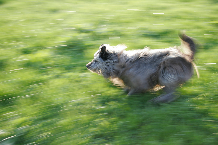 kecepatan, tidak fokus, gerakan, kabur, hewan, anjing, hijau