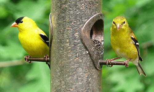american goldfinches, birds, feeder, thistle, wildlife, wild, perched
