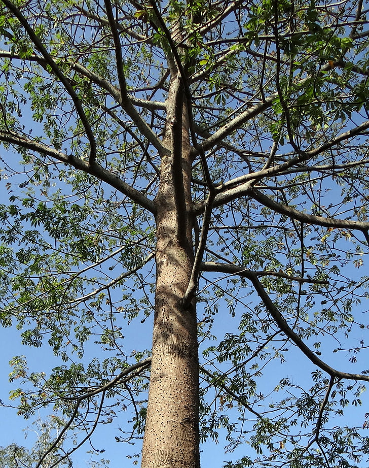 Сейба bombax, shimul, коприна памук, дърво, Генерал Тошево, Индия, природата