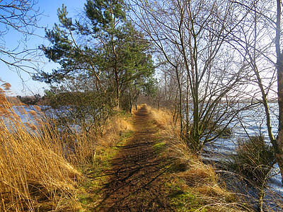 cáscara de grote, Reserva natural, Noord limburg, Países Bajos, naturaleza, árbol, al aire libre