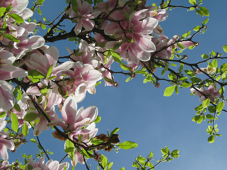 strom, květ, Bloom, jaro, magniolie, růžová, listy
