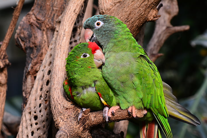 papagoi, papagoid, roheline, Rakastavaiset, lind, looma, nokk
