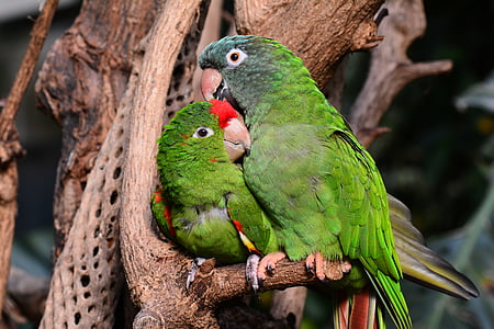 papegøye, papegøyer, grønn, Lovebirds, fuglen, dyr, nebb