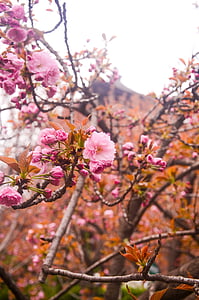 Qinglong tempel, kirsebærtre blomstrer, gamle