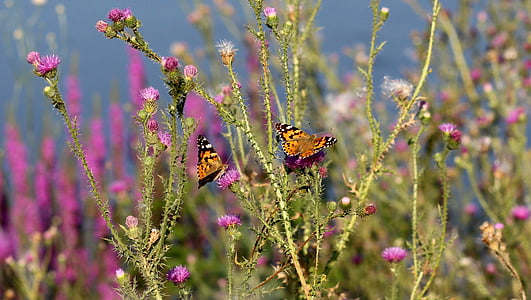 蝶, 昆虫, 植物, 自然, 翼, 着色, 花