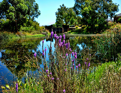 flowers, lake, nature, water, bridge, pond, day