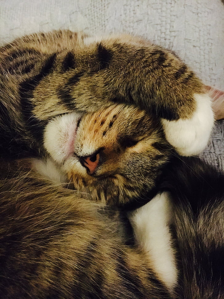 Free photo: cat, funny, sleepy, sleeping, domestic, cute, pet | Hippopx