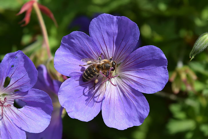 Geranio de los Pirineos, flor, cerrar, abeja, insectos, polinización, Hummel