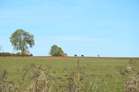 Rand ecker maar, musim gugur, kuda, padang rumput, disimpan, pemandangan