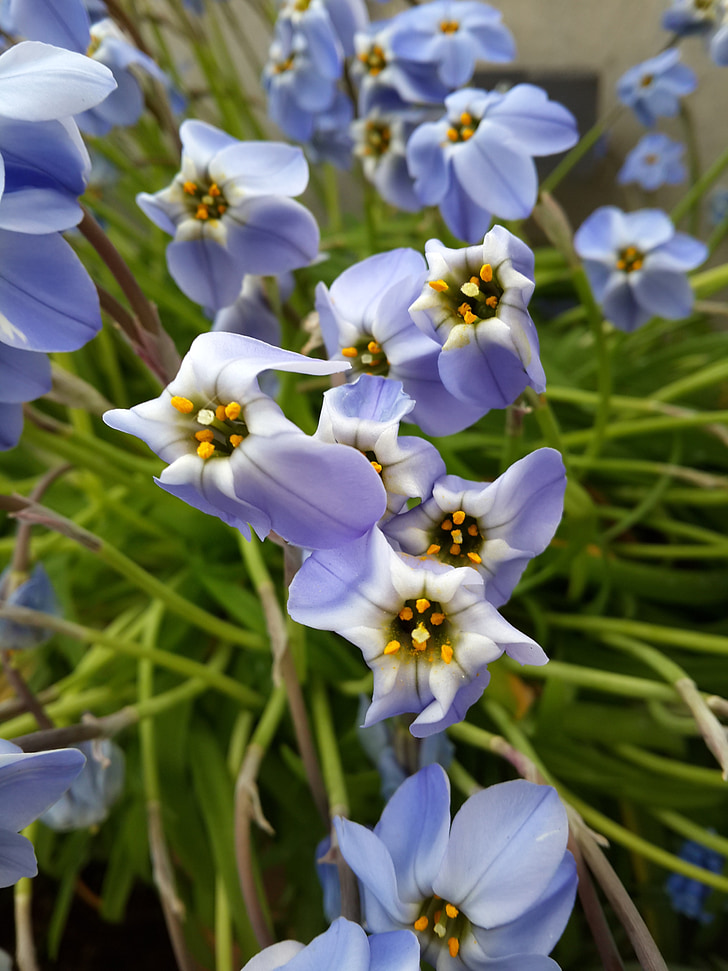 Azalea, flori, natura, petale albastre, Kew gardens