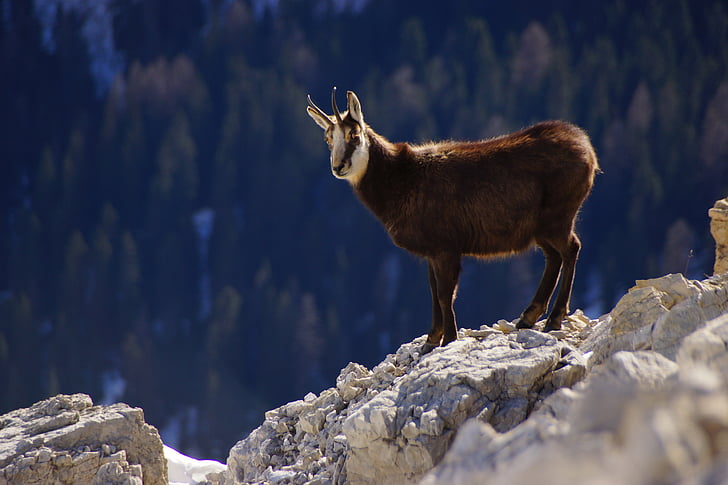 Chamois, Dolomitinės Alpės, kalnų, gyvūnų, Alpės, ragai, Italija