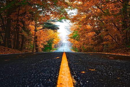 automne, l’automne, Forest, arbres, bois, route, en voiture