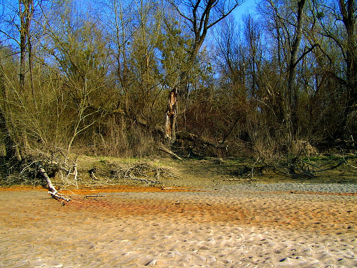 untouched nature, drava, sandy beach, nature, tree, forest, outdoors