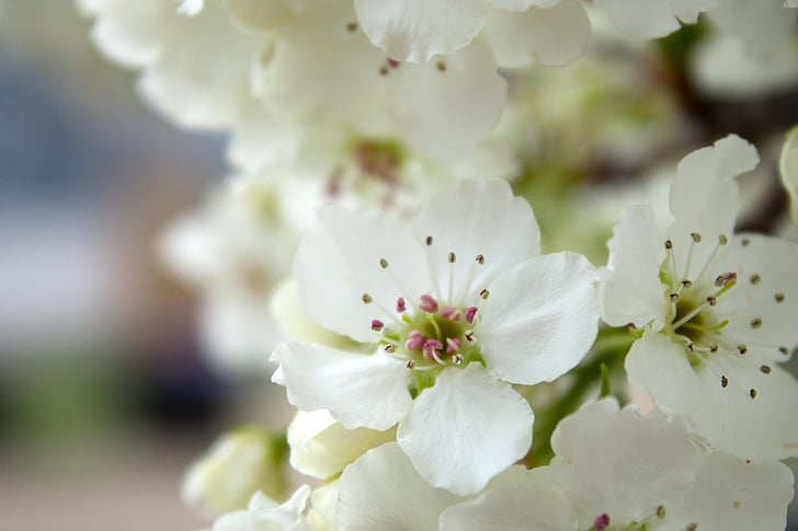 Apple blossom, bílá, květ, malé, květ, kvetoucí
