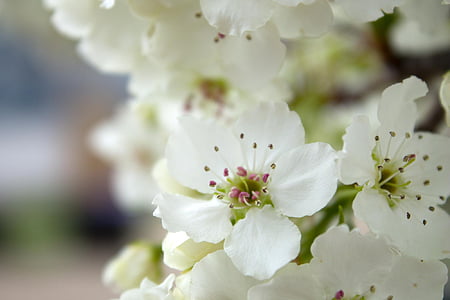 apple blossom, white, flower, small, blossom, blooming