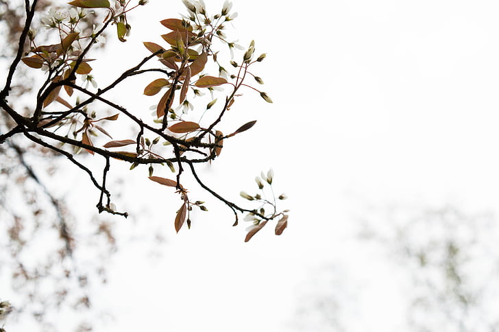 árbol, Blanco, naturaleza, primavera, romántica