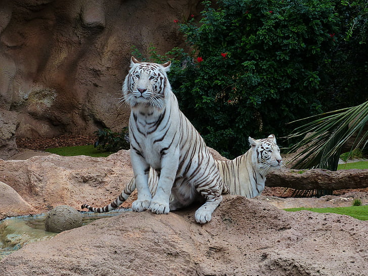 vit bengalisk tiger, Tiger, Predator, män, kvinna, par, Tiger par